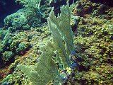 Curacao 04-12 550